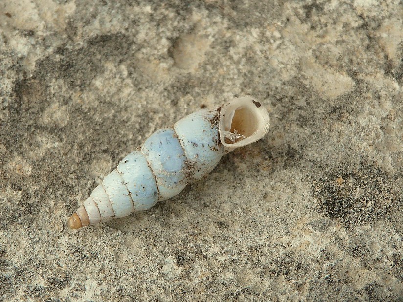 Medora macascarensis (Sowerby, 1828)